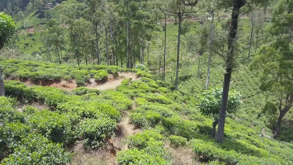 Lush Tea Plants and Dirty Roads on Plantation on Slope