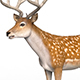 Photorealistic Deer - 3DOcean Item for Sale