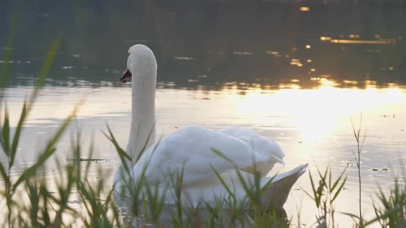 Wild Swan with White Feathers and Orange Beak on Wide Lake