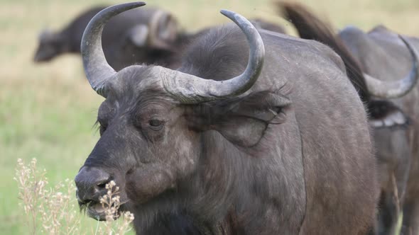 Close up from an African buffalo chewing 