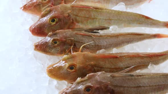  Row of fresh raw tub gurnard fishes on ice