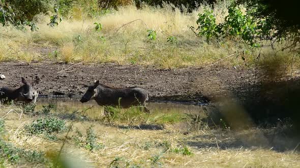 Warthog standing guard at watering hole when second warthog arrives