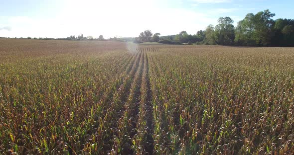 Aerial view and travelling shot through lines of cornfield