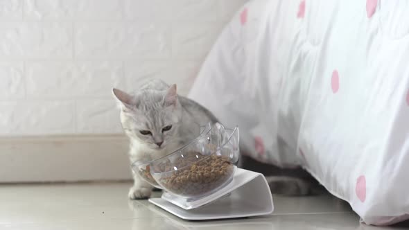 Cat Eating Dry Food From Bowl