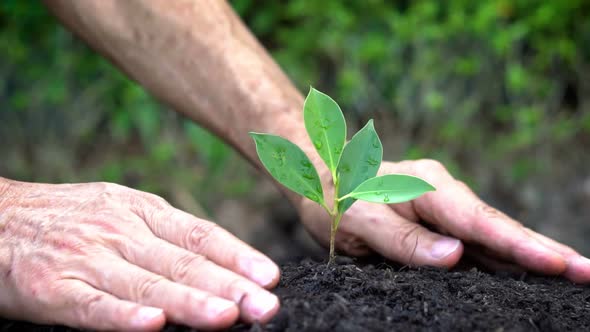 Senior hand growing, caring a young tree sprout.