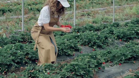 Woman Walking with Ripe Strawberries Basket at Plantation