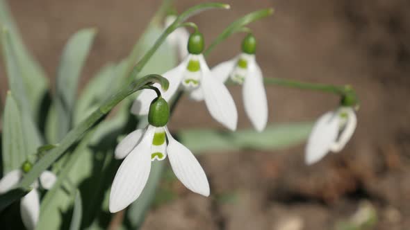 Common snowdrops early spring sign close-up 4K 2160p 30fps UltraHD footage - White Galanthus nivalis