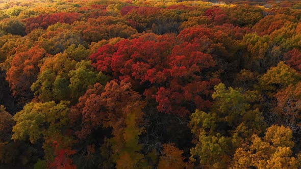 low drone right  flight over fall trees in Illinois 4k