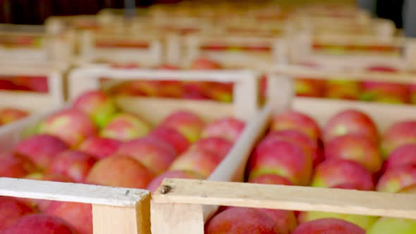 Boxes with Apples Closeup