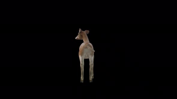 Brown Doe Idle View From Back alt