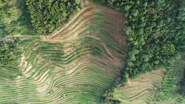 Aerial View of Terraced Vineyards in Douro Valley