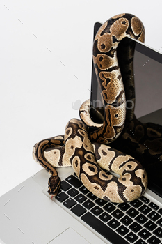 Python snakes and laptop computer
