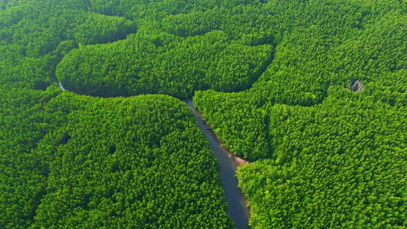 4K Aerial view of mangrove forest at khao jom pa, trang, Thailand. 4k Footage