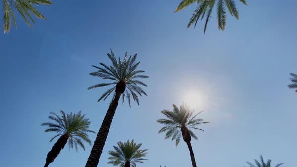 Camera looks up as it moves past rows a palm trees