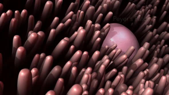 Lymphoid follicles in the small intestine mucus membrane