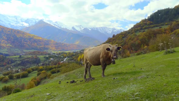 A black cow looks into the camera. mountains in Georgia, in Svaneti,