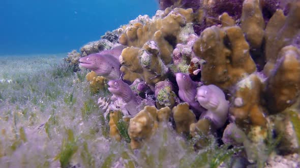 Family of Geometric Morays