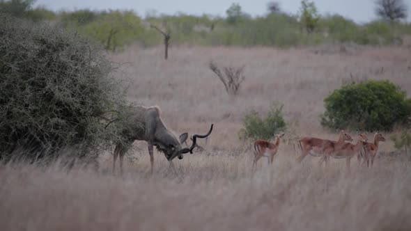 Kudu bull grazing in Africa