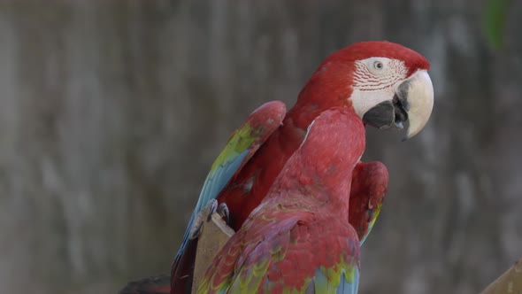 scarlet macaw or ara macao