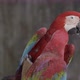 scarlet macaw or ara macao - VideoHive Item for Sale