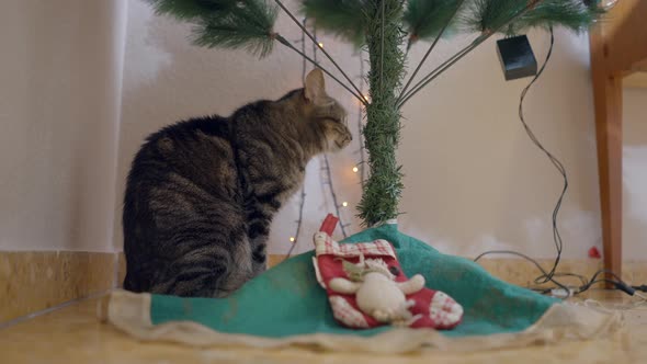 Playful Domestic Cat Under The Christmas Tree