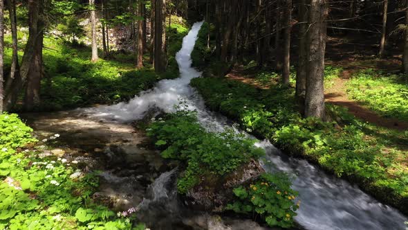 Stream in the forest