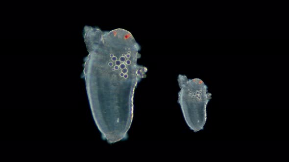 Microscopic Black Sea Plankton and Zooplankton, Early Metatrochophore Larva