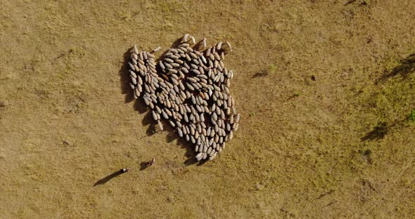 Flock of Sheep Grazing in the Field, Aerial View, Sheep Walk Through the Pasture, the Flock Is