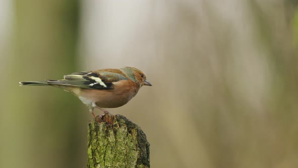 Common chaffinch male sitting on perch before flying off; birdwatching
