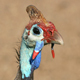 Helmeted Guineafowl Calling - AudioJungle Item for Sale