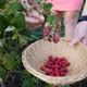 Woman hand plucks ripe red juicy raspberry in the garden - VideoHive Item for Sale