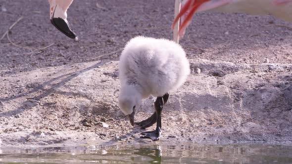 Flamingo chick wading in pool of water