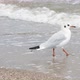 A Seagull Walks on the Beach - VideoHive Item for Sale