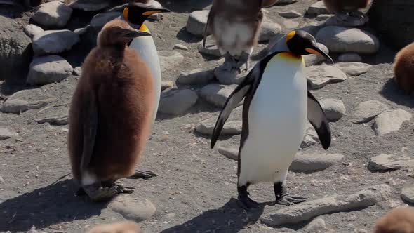 King Penguins On South Georgia Island