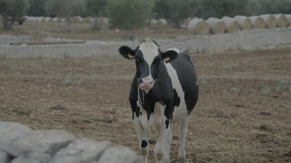 free grazing cows and breeding in the Italian plain in Puglia