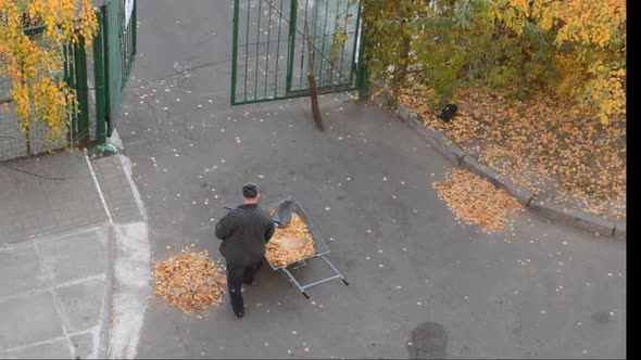 An elderly janitor sweeping autumn yellow foliage in the courtyard of the house