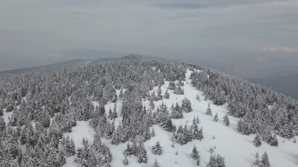 Winter Forest