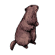 Marmot