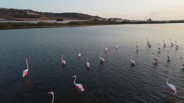 Low aerial flight showing flock of pink flamingos enjoying the sunset in background