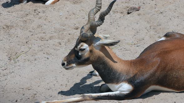 Close up shot of wild blackbuck Antelope resting on sandy ground on sunny day,4k