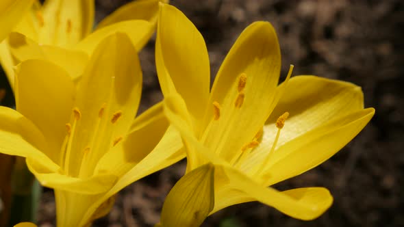 Close-up stigmas and petals of beautiful yellow crocus  4K 2160p 30fps UltraHD footage - Sternbergia