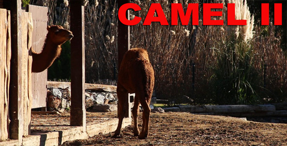 Camel II