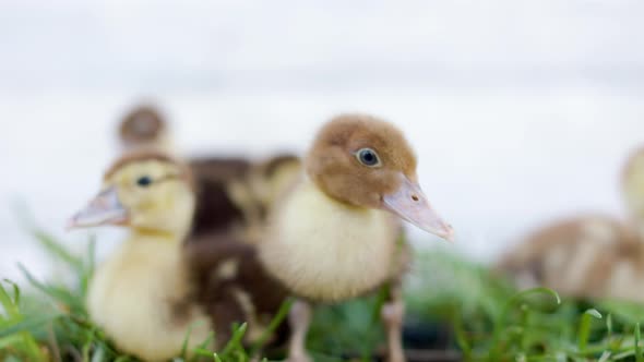 Little Ducklings In Green Grass On Sunny Day