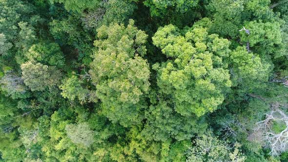 Tree In Forest Aerial View