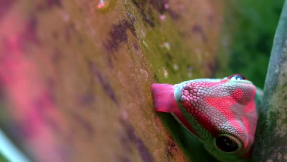 Crimson Giant Day Gecko licking plant