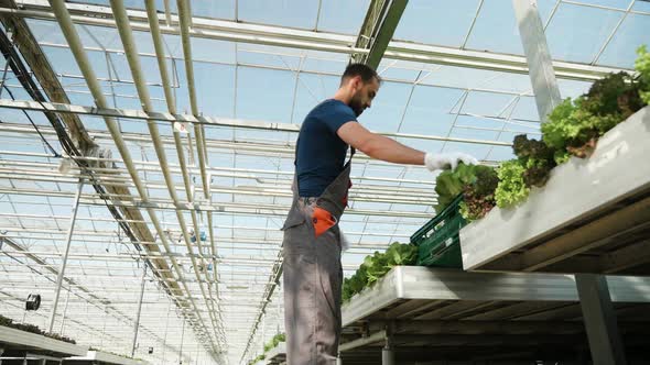 Farmen in a Greenhouse Harvesting Green Salad in a Box