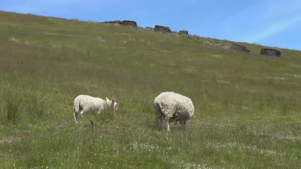 A group of sheep on an English mountainside farm field