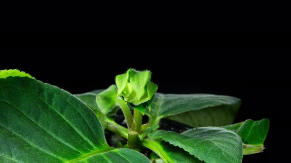 Gloxinia Flower Bud Growing in Timelapse on a Leaves Background