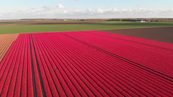 Aerial: red pink tulips growing in Netherlands agricultural fields, 4k landscape