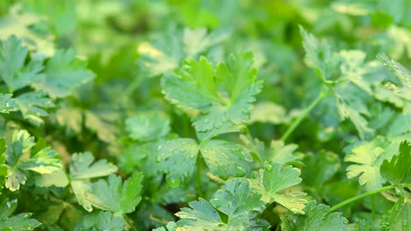 Panning shot of green parsley in garden